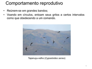 Comportamento reprodutivo
• Reúnem-se em grandes bandos;
• Voando em círculos, entoam seus gritos a certos intervalos
  como que obedecendo a um comando.




                  Taperuçu-velho (Cypseloides senex)


                                                               9
 
