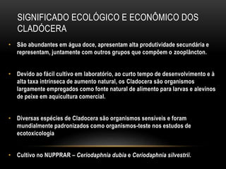 SIGNIFICADO ECOLÓGICO E ECONÔMICO DOS
CLADÓCERA
• São abundantes em água doce, apresentam alta produtividade secundária e
representam, juntamente com outros grupos que compõem o zooplâncton.
• Devido ao fácil cultivo em laboratório, ao curto tempo de desenvolvimento e à
alta taxa intrínseca de aumento natural, os Cladocera são organismos
largamente empregados como fonte natural de alimento para larvas e alevinos
de peixe em aquicultura comercial.
• Diversas espécies de Cladocera são organismos sensíveis e foram
mundialmente padronizados como organismos-teste nos estudos de
ecotoxicologia
• Cultivo no NUPPRAR – Ceriodaphnia dubia e Ceriodaphnia silvestrii.
 