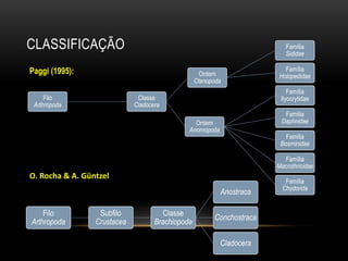CLASSIFICAÇÃO
Filo
Arthropoda
Subfilo
Crustacea
Classe
Brachiopoda
Anostraca
Conchostraca
Cladocera
Paggi (1995):
O. Rocha & A. Güntzel
Filo
Arthropoda
Classe
Cladocera
Ordem
Ctenopoda
Família
Sididae
Família
Holopedidae
Ordem
Anomopoda
Família
Ilyocrytidae
Familia
Daphnidae
Familia
Bosminidae
Família
Macrothricidae
Família
Chydorida
 