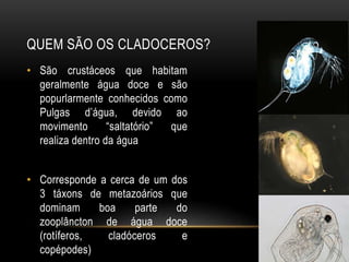 QUEM SÃO OS CLADOCEROS?
• São crustáceos que habitam
geralmente água doce e são
popurlarmente conhecidos como
Pulgas d’água, devido ao
movimento “saltatório” que
realiza dentro da água
• Corresponde a cerca de um dos
3 táxons de metazoários que
dominam boa parte do
zooplâncton de água doce
(rotíferos, cladóceros e
copépodes)
 