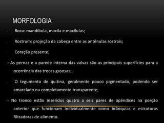 MORFOLOGIA
- Boca: mandíbula, maxila e maxílulas;
- Rostrum: projeção da cabeça entre as antênulas rostrais;
- Coração presente;
- As pernas e a parede interna das valvas são as principais superfícies para a
ocorrência das trocas gasosas;
- O tegumento de quitina, geralmente pouco pigmentado, podendo ser
amarelado ou completamente transparente;
- No tronco estão inseridos quatro a seis pares de apêndices na porção
anterior que funcionam individualmente como brânquias e estruturas
filtradoras de alimento.
 