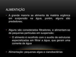 ALIMENTAÇÃO
• A grande maioria se alimenta de matéria orgânica
em suspensão na água, porém, alguns são
predadores;
• Alguns são considerados filtradores, e alimentam-se
de pequenas partículas em suspensão;
• O alimento é recolhido com o auxilio de estruturas
especializadas em filtrar a água, que geram uma
corrente de água
• Alimentação: pequenas algas e cianobactérias
 