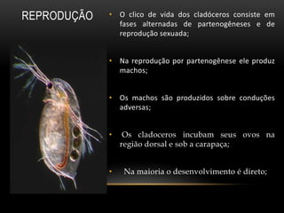 REPRODUÇÃO • O clico de vida dos cladóceros consiste em
fases alternadas de partenogêneses e de
reprodução sexuada;
• Na reprodução por partenogênese ele produz
machos;
• Os machos são produzidos sobre conduções
adversas;
• Os cladoceros incubam seus ovos na
região dorsal e sob a carapaça;
• Na maioria o desenvolvimento é direto;
 