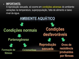  IMPORTANTE:
A reprodução sexuada, só ocorre em condições adversas do ambiente:
variações na temperatura, superpopulação, falta de alimento e baixo
nível da água.
 