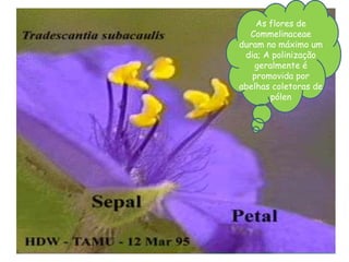 As flores de
Commelinaceae
duram no máximo um
dia; A polinização
geralmente é
promovida por
abelhas coletoras de
pólen
 