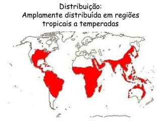 Distribuição:
Amplamente distribuída em regiões
tropicais a temperadas
 