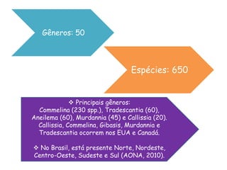 Gêneros: 50
Espécies: 650
 Principais gêneros:
Commelina (230 spp.), Tradescantia (60),
Aneilema (60), Murdannia (45) e Callissia (20).
Callissia, Commelina, Gibasis, Murdannia e
Tradescantia ocorrem nos EUA e Canadá.
 No Brasil, está presente Norte, Nordeste,
Centro-Oeste, Sudeste e Sul (AONA, 2010).
 