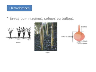 * Ervas com rizomas, colmos ou bulbos.
Hemodoracea
Colmo
 
