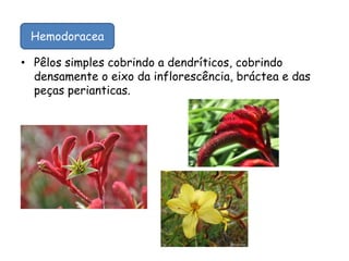 • Pêlos simples cobrindo a dendríticos, cobrindo
densamente o eixo da inflorescência, bráctea e das
peças perianticas.
Hemodoracea
 