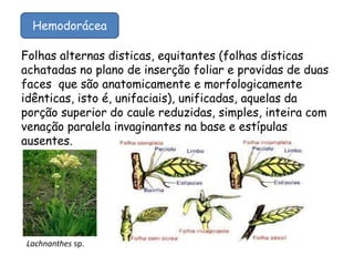 Folhas alternas disticas, equitantes (folhas disticas
achatadas no plano de inserção foliar e providas de duas
faces que são anatomicamente e morfologicamente
idênticas, isto é, unifaciais), unificadas, aquelas da
porção superior do caule reduzidas, simples, inteira com
venação paralela invaginantes na base e estípulas
ausentes.
Hemodorácea
Lachnanthes sp.
 