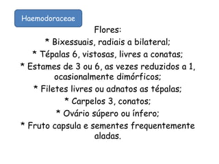 Flores:
* Bixessuais, radiais a bilateral;
* Tépalas 6, vistosas, livres a conatas;
* Estames de 3 ou 6, as vezes reduzidos a 1,
ocasionalmente dimórficos;
* Filetes livres ou adnatos as tépalas;
* Carpelos 3, conatos;
* Ovário súpero ou ínfero;
* Fruto capsula e sementes frequentemente
aladas.
Haemodoraceae
 