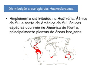 • Amplamente distribuída na Austrália, África
do Sul e norte da América do Sul. Poucas
espécies ocorrem na América do Norte,
principalmente plantas de áreas brejosas.
Distribuição e ecologia das Haemodoraceae
 