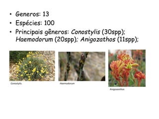 • Generos: 13
• Espécies: 100
• Principais gêneros: Conostylis (30spp);
Haemodorum (20spp); Anigozathos (11spp);
Conostylis.
Anigozanthos
Haemodorum
 