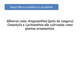 Gêneros como Anigozanthos (pata de canguru)
Canostylis e Lachnanthes são cultivadas como
plantas ornamentais.
Importância econômica e produtos:
 