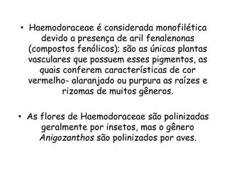 • Haemodoraceae é considerada monofilética
devido a presença de aril fenalenonas
(compostos fenólicos); são as únicas plantas
vasculares que possuem esses pigmentos, as
quais conferem características de cor
vermelho- alaranjado ou purpura as raízes e
rizomas de muitos gêneros.
• As flores de Haemodoraceae são polinizadas
geralmente por insetos, mas o gênero
Anigozanthos são polinizados por aves.
 