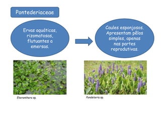 Pontederiaceae
Ervas aquáticas,
rizomatosas,
flutuantes a
emersas.
Caules esponjosos.
Apresentam pêlos
simples, apenas
nas partes
reprodutivas.
Eteranthera sp. Pondeteria sp.
 