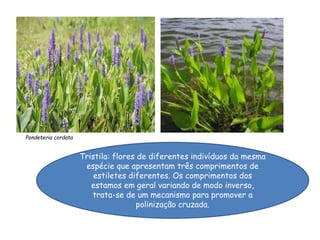 Pondeteria cordata
Tristila: flores de diferentes indivíduos da mesma
espécie que apresentam três comprimentos de
estiletes diferentes. Os comprimentos dos
estamos em geral variando de modo inverso,
trata-se de um mecanismo para promover a
polinização cruzada.
 