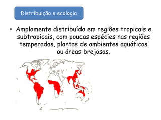 • Amplamente distribuída em regiões tropicais e
subtropicais, com poucas espécies nas regiões
temperadas, plantas de ambientes aquáticos
ou áreas brejosas.
Distribuição e ecologia
 