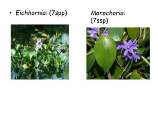 • Eichhornia: (7spp) Monochoria:
(7ssp)
 