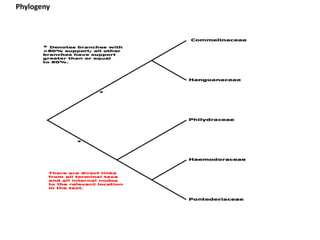 Phylogeny
 