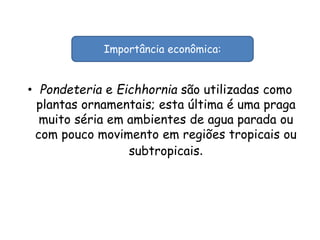• Pondeteria e Eichhornia são utilizadas como
plantas ornamentais; esta última é uma praga
muito séria em ambientes de agua parada ou
com pouco movimento em regiões tropicais ou
subtropicais.
Importância econômica:
 