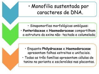 • Monofilia sustentada por
caracteres de DNA.
• Sinapomorfias morfológicas ambíguas:
• Ponteridaceae e Haemodoraceae compartilham
a estrutura da exina não- tectada e columelada;
• Enquanto Philydraceae e Haemodoraceae
apresentam folhas estreitas e unifaciais.
• Todas as três famílias apresentam células de
tanino no perianto e esclereídes nas placentas.
 