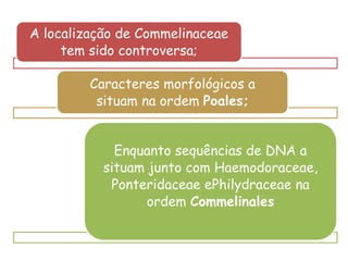A localização de Commelinaceae
tem sido controversa;
Caracteres morfológicos a
situam na ordem Poales;
Enquanto sequências de DNA a
situam junto com Haemodoraceae,
Ponteridaceae ePhilydraceae na
ordem Commelinales
 