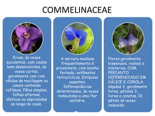 COMMELINACEAE
Ervas, ás vezes
suculentas, com caules
bem desenvolvidos, ás
vezes curtos,
geralmente com com
células de mucilagem ou
canais contendo
rafídeos. Pêlos simples,
folhas alternas,
dísticas ou espiraladas
ao longo do caule.
A nervura mediana
frequentemente é
proeminete, com bainha
fechada, estômatos
tetracíclicos. Estípulas
ausentes.
Inflorescências
determinadas, ás vezes
redeuzidas a uma flor
solitária.
Flores geralmente
bissexuais, radiais a
bilaterias, COM
PERIANTO
DIFERENCIADO EM
CÁLICE E COROLA,
sépalas 3, geralmente
livres, pétalas 3,
livres a conatas, 01
pétala ás vezes
reduzida.
 