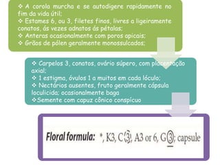  A corola murcha e se autodigere rapidamente no
fim da vida útil;
 Estames 6, ou 3, filetes finos, livres a ligeiramente
conatos, ás vezes adnatos ás pétalas;
 Anteras ocasionalmente com poros apicais;
 Grãos de pólen geralmente monossulcados;
 Carpelos 3, conatos, ovário súpero, com placentação
axial;
 1 estigma, óvulos 1 a muitos em cada lóculo;
 Nectários ausentes, fruto geralmente cápsula
loculicida; ocasionalmente baga
Semente com capuz cônico conspícuo
 