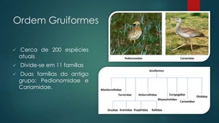 Ordem Gruiformes
 Cerca de 200 espécies
atuais
 Divide-se em 11 famílias
 Duas famílias do antigo
grupo: Pedionomidae e
Cariamidae.
 