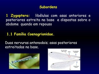 Subordens
1 Zygoptera: libélulas com asas anteriores e
posteriores estreita na base e dispostas sobre o
abdome quando em repouso
1.1 Família Coenagrionidae.
Duas nervuras antenodais; asas posteriores
estreitadas na base.
 