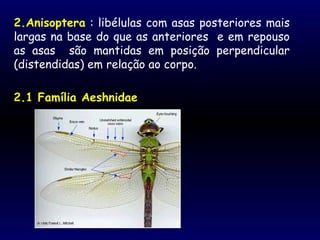 2.Anisoptera : libélulas com asas posteriores mais
largas na base do que as anteriores e em repouso
as asas são mantidas em posição perpendicular
(distendidas) em relação ao corpo.
2.1 Família Aeshnidae
 