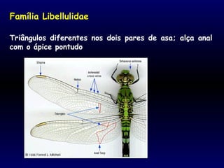 Triângulos diferentes nos dois pares de asa; alça anal
com o ápice pontudo.
Família Libellulidae
 