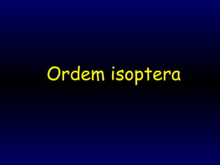 Ordem isoptera
 