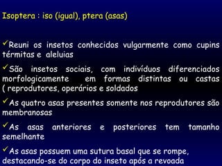 Isoptera : iso (igual), ptera (asas)
Reuni os insetos conhecidos vulgarmente como cupins
térmitas e aleluias
São insetos sociais, com indivíduos diferenciados
morfologicamente em formas distintas ou castas
( reprodutores, operários e soldados
As quatro asas presentes somente nos reprodutores são
membranosas
As asas anteriores e posteriores tem tamanho
semelhante
As asas possuem uma sutura basal que se rompe,
destacando-se do corpo do inseto após a revoada
 