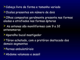 Cabeça livre de forma e tamanho variado
Ocelos presentes em número de dois
Olhos compostos geralmente presente nas formas
aladas e atrofiados nas formas ápteras
 As antenas são moniliformes com 9 a 32
antenomeros
Aparelho bucal mastigador
Tórax achatado, com o protórax destacado dos
demais segmentos
Pernas ambulatóriais
Abdome volumoso e sessil
 