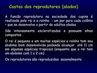 A funcão reprodutora na sociedade dos cupins é
realizada pelo rei e a rainha - um par para cada colônia
– que se desenvolve a partir de adultos alados
São intensamente esclerotizados e possuem olhos
compostos .
O rei é pequeno e em muitas espécies a rainha tem seu
abdome bem desenvolvido podendo alcançar até 11 cm
em algumas espécies tropicais (enquanto que o rei tem
um abdome com 1 a 2 cm)
Os reprodutores são reproduzidos sazonalmente
Castas dos reprodutores (alados)
 