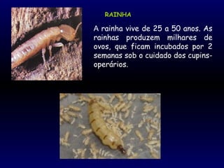 RAINHA
A rainha vive de 25 a 50 anos. As
rainhas produzem milhares de
ovos, que ficam incubados por 2
semanas sob o cuidado dos cupins-
operários.
 