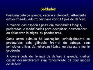 Soldados
Possuem cabeça grande, escura e alongada, altamente
esclerotizada, adaptadas para vários tipos de defesa.
A maioria das espécies possuem mandíbulas longas,
poderosas, e modificadas para decapitar, desmembrar
ou delacerar inimigos ou predadores.
Como arma química há secreções, principalmente as
produzidas pela glândula frontal da cabeça, com
princípios ativos de natureza tóxica, ou viscosa e muito
grudenta
A diversidade de formas de defesa é grande; muitos
cupins desenvolveram simultaneamente os dois modos
de defesa
 