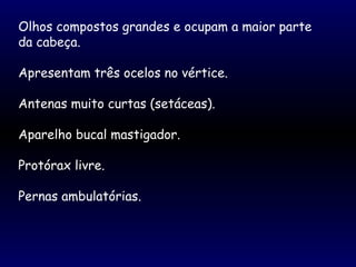 Olhos compostos grandes e ocupam a maior parte
da cabeça.
Apresentam três ocelos no vértice.
Antenas muito curtas (setáceas).
Aparelho bucal mastigador.
Protórax livre.
Pernas ambulatórias.
 