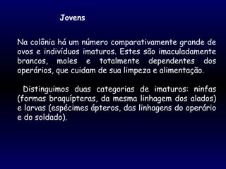 Jovens
Na colônia há um número comparativamente grande de
ovos e indivíduos imaturos. Estes são imaculadamente
brancos, moles e totalmente dependentes dos
operários, que cuidam de sua limpeza e alimentação.
Distinguimos duas categorias de imaturos: ninfas
(formas braquípteras, da mesma linhagem dos alados)
e larvas (espécimes ápteros, das linhagens do operário
e do soldado).
 