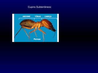 Cupins Subterrâneos:
 