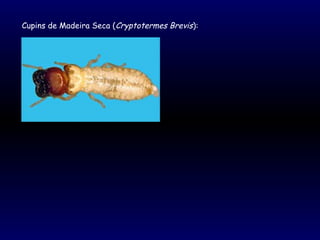 Cupins de Madeira Seca (Cryptotermes Brevis):
 