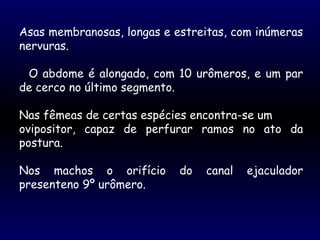 Asas membranosas, longas e estreitas, com inúmeras
nervuras.
O abdome é alongado, com 10 urômeros, e um par
de cerco no último segmento.
Nas fêmeas de certas espécies encontra-se um
ovipositor, capaz de perfurar ramos no ato da
postura.
Nos machos o orifício do canal ejaculador
presenteno 9º urômero.
 