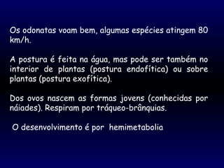 Os odonatas voam bem, algumas espécies atingem 80
km/h.
A postura é feita na água, mas pode ser também no
interior de plantas (postura endofítica) ou sobre
plantas (postura exofítica).
Dos ovos nascem as formas jovens (conhecidas por
náiades). Respiram por tráqueo-brânquias.
O desenvolvimento é por hemimetabolia
 