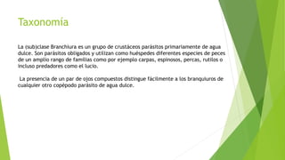Taxonomía
La (sub)clase Branchiura es un grupo de crustáceos parásitos primariamente de agua
dulce. Son parásitos obligados y utilizan como huéspedes diferentes especies de peces
de un amplio rango de familias como por ejemplo carpas, espinosos, percas, rutilos o
incluso predadores como el lucio.
La presencia de un par de ojos compuestos distingue fácilmente a los branquiuros de
cualquier otro copépodo parásito de agua dulce.
 