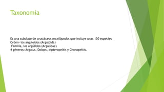 Taxonomía
Es una subclase de crustáceos maxilópodos que incluye unas 130 especies
Orden- los arguloidos (Arguloida)
Familia, los argúlidos (Argulidae)
4 géneros: Argulus, Dolops, dipteropeltis y Chonopeltis.
 