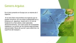 Genero Argulus
Es el único presente en Europa con un máximo de 3
especies.
En el área íbero-macaronésica las especies que se
pueden encontrar con una mayor probabilidad son A.
foliaceus y A. japonicus. tienen de 2 a 12 mm de
longitud en su fase adulta; están aplanadas
dorsoventralmente, con cuatro pares de toracópodos
nadadores y un primer par de maxilas especializadas
(denominadas "discos de succión") para adherirse a la
superficie del huésped ).
 