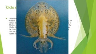 Ciclo de vida
 Un radio de eclosión del 33.08% fue determinado de 67 capullos, No había
muertes entre los adultos durante 21 días período de colección del capullo. El
tiempo entre colocación del capullo y la incubación variaron a partir de 10 a
20 días. La mayor parte del los nacimientos (el 90.91%) ocurrieron entre 12 y
18 días después de que el capullo había sido puesto. El crecimiento positivo
fue observado hasta que los organismos completaron 14 semanas, después
cual sus pesos estabilizado. Después de la 36ta semana los pesos de los
sujetos variaron enormemente el uno entre el otro.
 