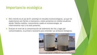 Importancia ecológica
 Otro interés es el uso de B. sowerbyi en estudios ecotoxicologicos, ya que los
especímenes son fáciles a manejarse y están presentes en medios acuáticos
donde Tubifex tubifex, comúnmente usado en ecotoxicologia, es
relativamente raro o no está presente,
 Evalúan el nivel de la contaminación de sedimento de ríos y lagos por
contaminadores, es primero necesario para entender sus atributos biológicos.
 